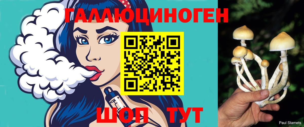 Галлюциногенные грибы Psilocybe Новочебоксарск